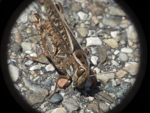 Calliptamus sp.